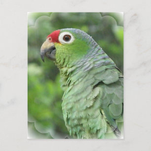 Green Parrot Postcard
