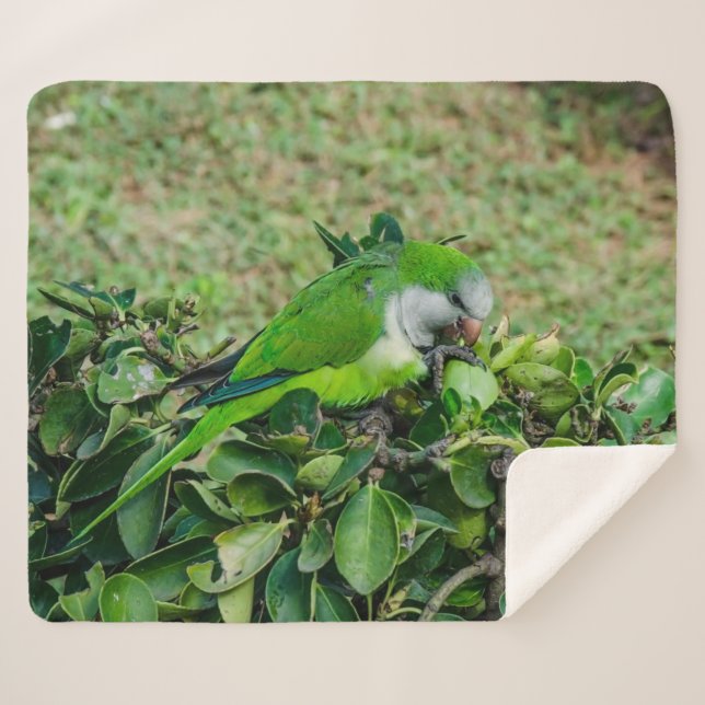 Green parrot sherpa blanket (Front (Horizontal))