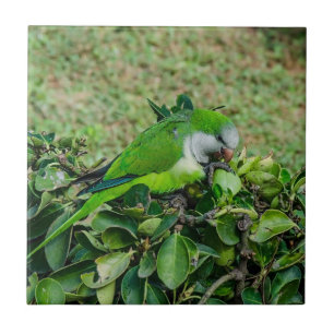 Green parrot tile