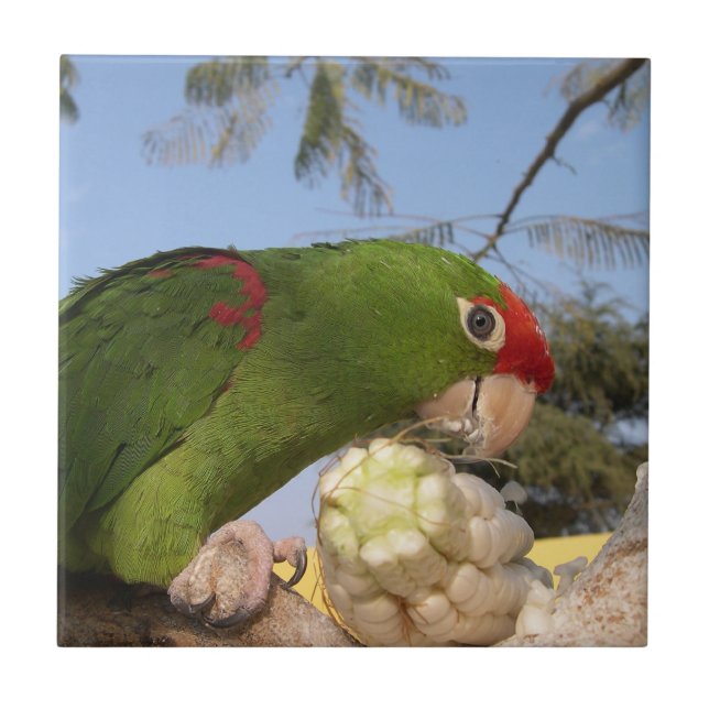 Green parrot tile (Front)