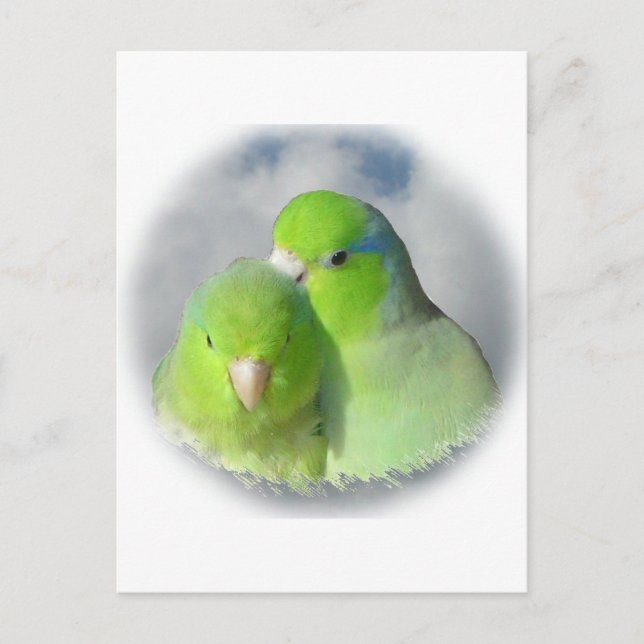 Green parrotlet pair postcard (Front)