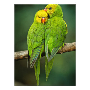 Tropical Parrot Posters, Prints & Poster Printing | Zazzle CA