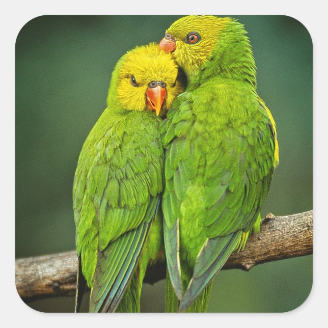 Green Parrots Love Birds Photography Square Sticker (Front)