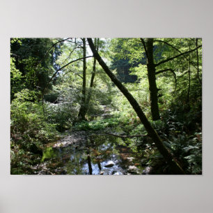 "Green Peace", Muir Woods Poster