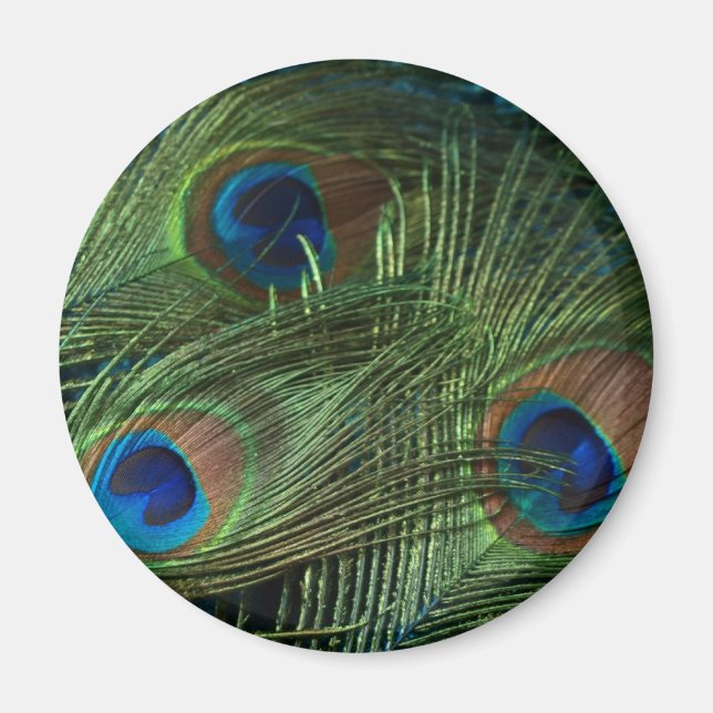 Green Peacock Feathers Magnet (Front)