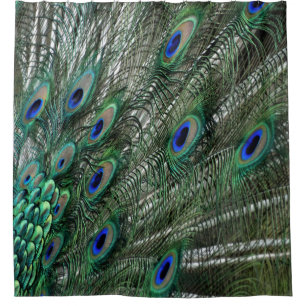 Green Peacock Feathers With Blue Eyes