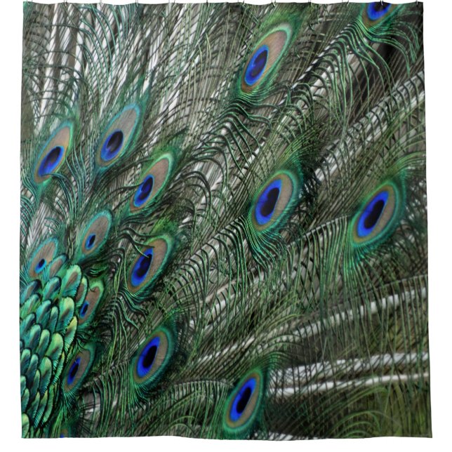 Green Peacock Feathers With Blue Eyes (Front)