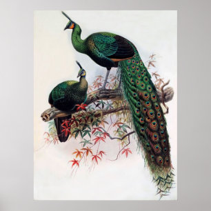 Green Peafowl, Pavo muticus, 1872 monograph of Pha Poster