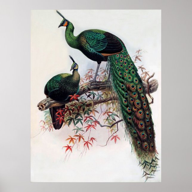 Green Peafowl, Pavo muticus, 1872 monograph of Pha Poster (Front)