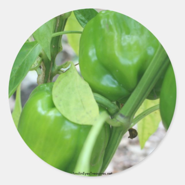 Green Peppers Garden Nature Photo Sticker Label (Front)