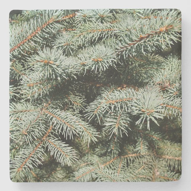 Green Pine Limbs Square coaster (Front)