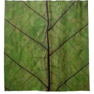 Green plant leaf close-up photography