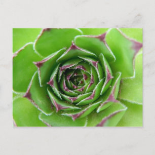 Green plant postcard