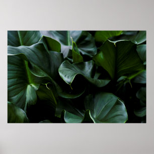 GREEN PLANT POSTER