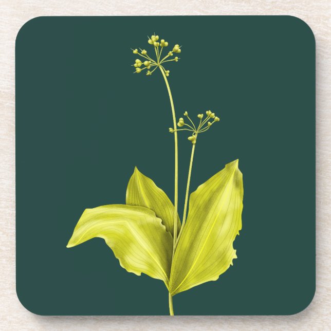 Green Plant Wild Garlic Botanical Coaster (Front)