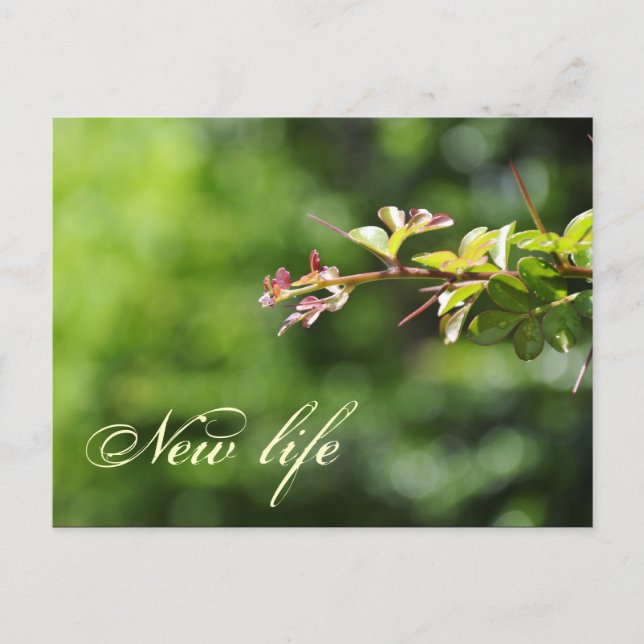 Green postcards (Front)