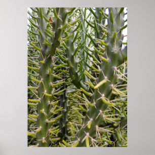 Green Prickly Cactus Trees, Poster