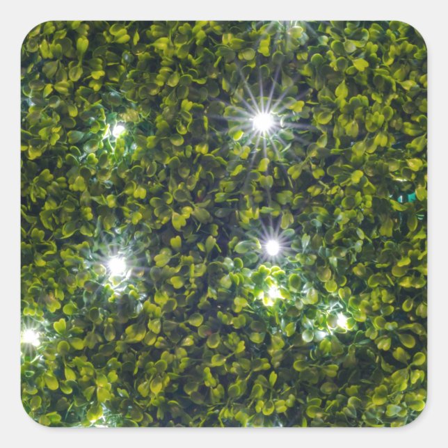 Green Privet Hedge with Starlight Square Sticker (Front)