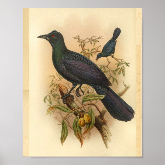 Green Purple Manucode Vintage Bird Print (Front)