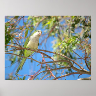 Green quaker parrot Poster
