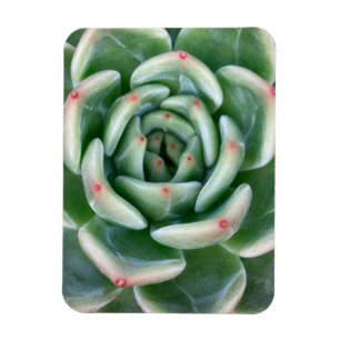 Green Red Tipped Succulent Magnet