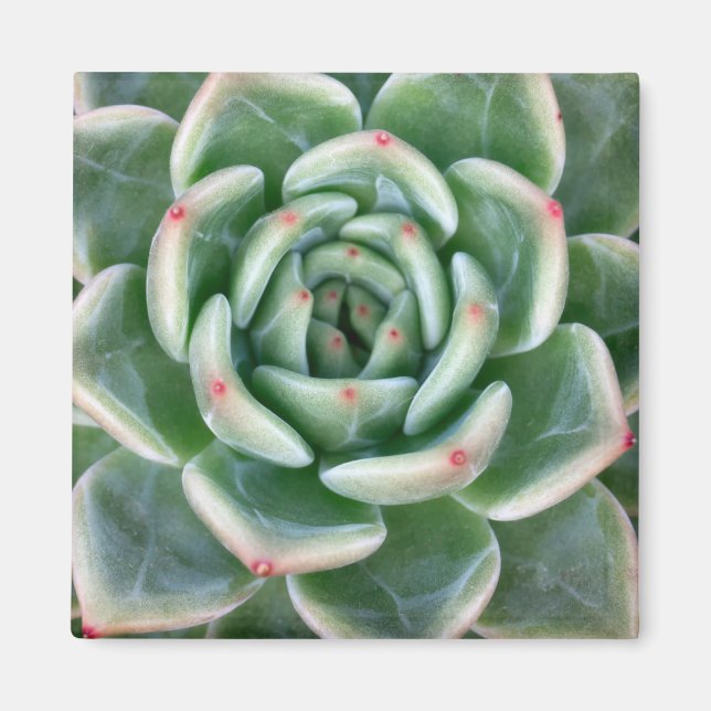 Green Red Tipped Succulent Magnet (Front)