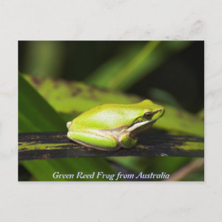 Green Reed Frog Postcard