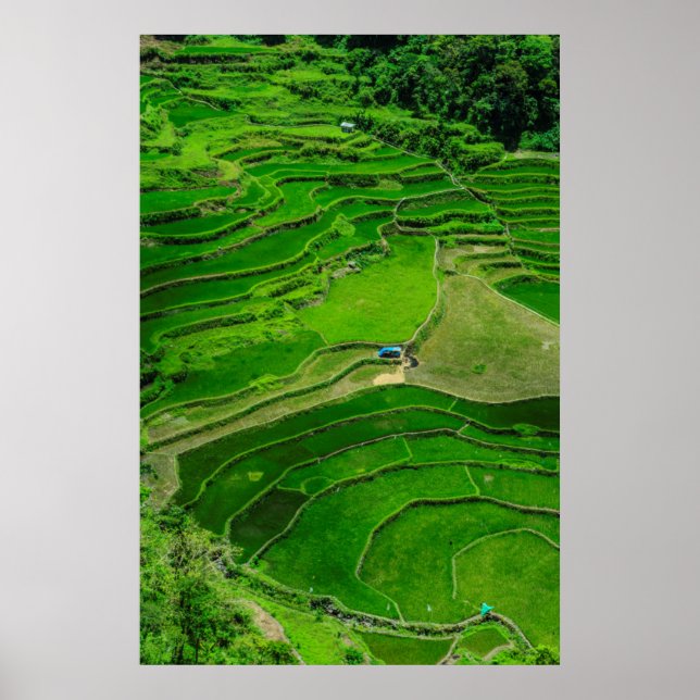 Green Rice terraces, Philippines Poster (Front)