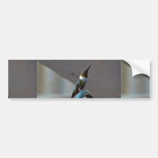 Green Ruby little Hummingbird Bumper Sticker