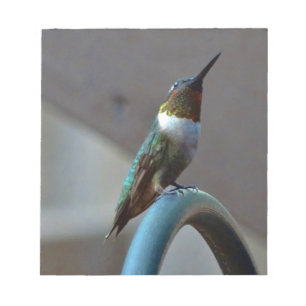 Green Ruby little Hummingbird Notepad
