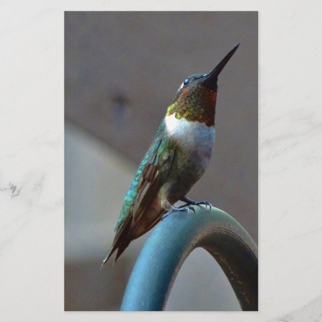 Green Ruby little Hummingbird Stationery (Front)