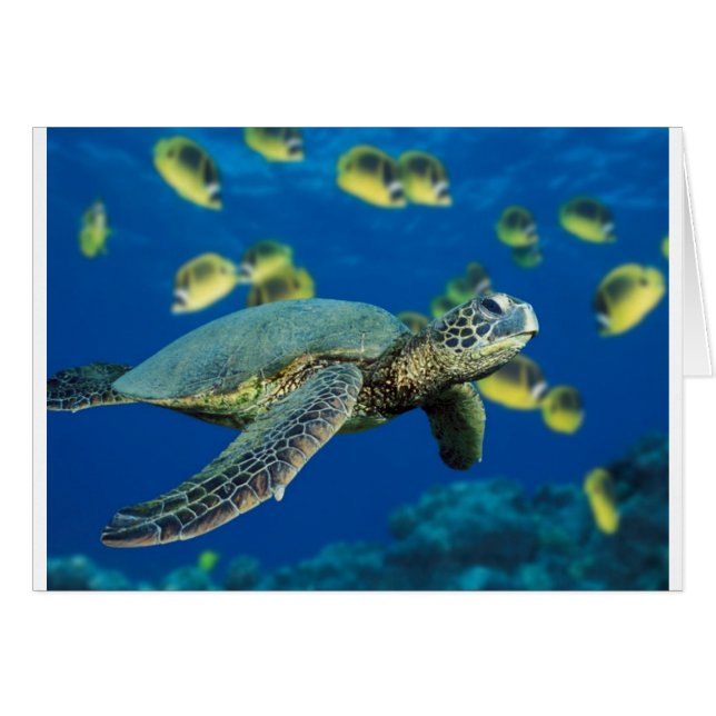 Green Sea Turtle (Front Horizontal)