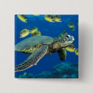 Green Sea Turtle 2 Inch Square Button