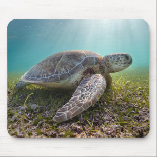 Green Sea Turtle At Dusk   Akumal Bay Mouse Pad