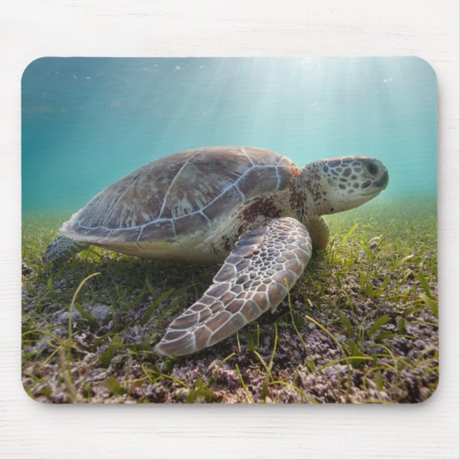 Green Sea Turtle At Dusk | Akumal Bay Mouse Pad (Front)
