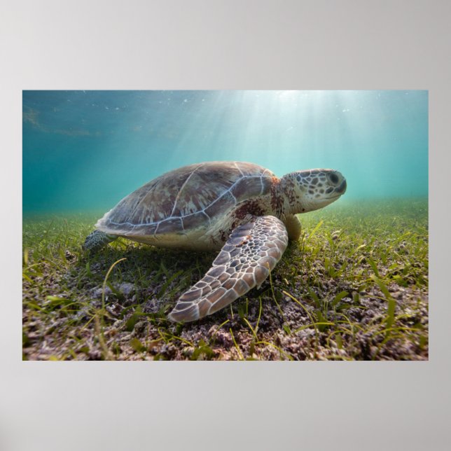 Green Sea Turtle At Dusk | Akumal Bay Poster (Front)