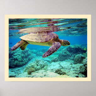 Green sea turtle (Chelonia mydas) Poster
