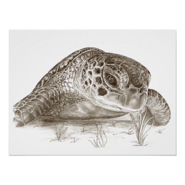 Green Sea Turtle Drawing Poster (Front)