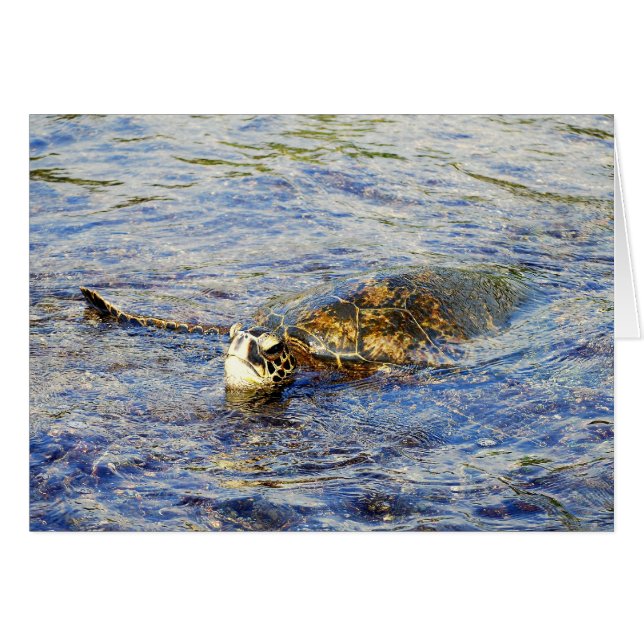 Green Sea Turtle, Hawaii, Card (Front Horizontal)