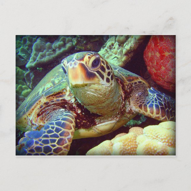GREEN SEA TURTLE HAWAII POSTCARD (Front)