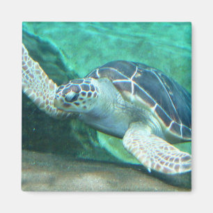 Green Sea Turtle Magnet