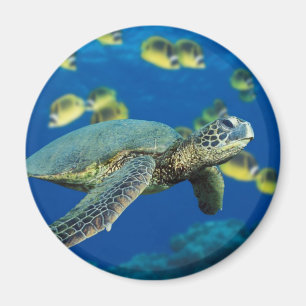 Green Sea Turtle Magnet