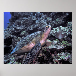 Green Sea Turtle-Moalboal Poster