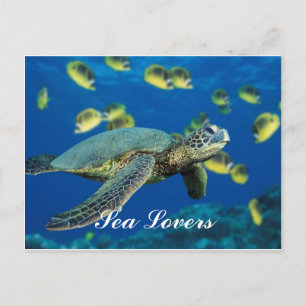 Green Sea Turtle Postcard