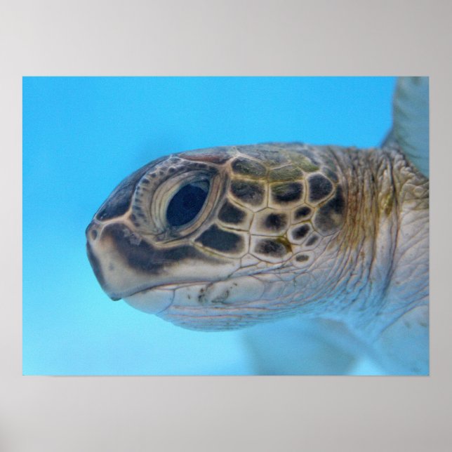 Green Sea Turtle print (Front)