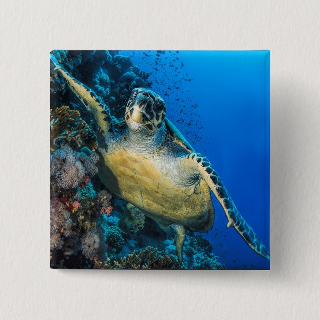 Green Sea Turtle | Red Sea 2 Inch Square Button (Front)
