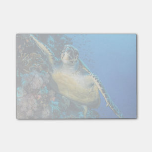 Green Sea Turtle   Red Sea Post-it Notes