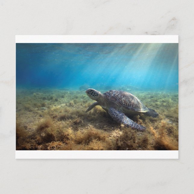 Green sea turtle relaxing underwater postcard (Front)