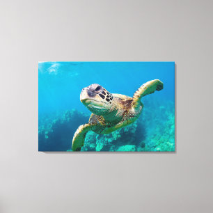Green Sea Turtle Swimming Over Coral Reef  Hawaii Canvas Print