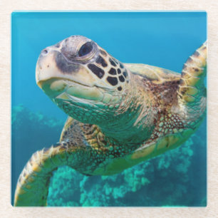 Green Sea Turtle Swimming Over Coral Reef Hawaii Glass Coaster